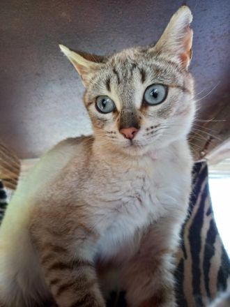 Zwei Siamkatzen DRINGEND abzugeben