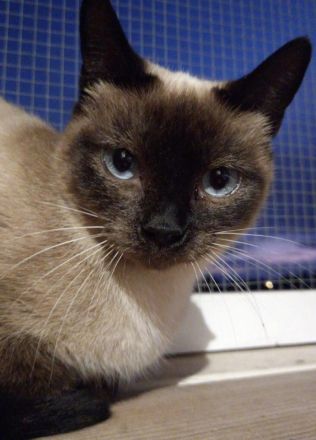 Zwei Siamkatzen DRINGEND abzugeben