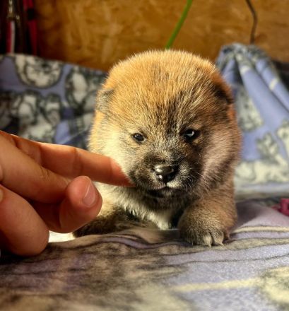 Reinrassige Shiba Inu Welpen mit FCI Stammbaum