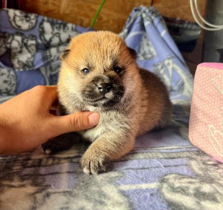 Reinrassige Shiba Inu Welpen mit FCI Stammbaum