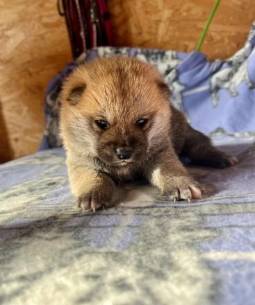 Reinrassige Shiba Inu Welpen mit FCI Stammbaum