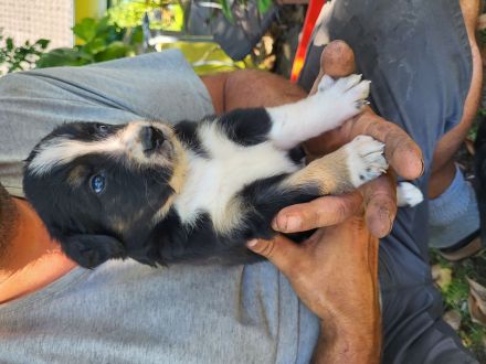 Bernersennnemixwelpen