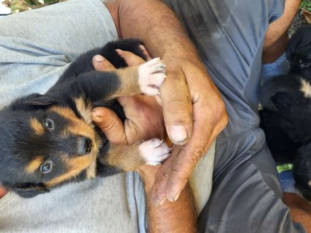 Bernersennnemixwelpen