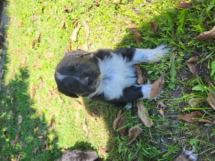 Bernersennnemixwelpen