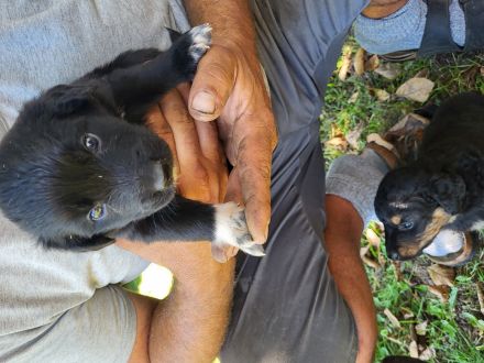 Bernersennnemixwelpen