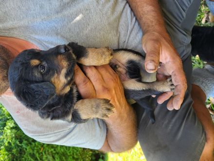 Bernersennnemixwelpen