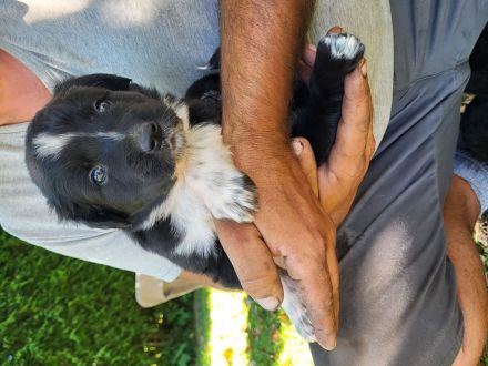 Bernersennnemixwelpen