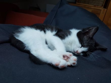 Maine Coon Mix Kätzchen