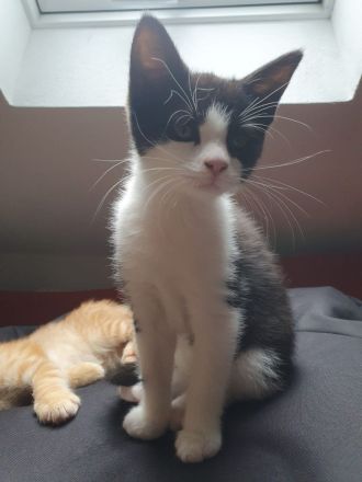 Maine Coon Mix Kätzchen