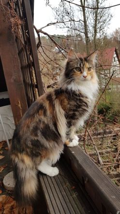 Maine Coon Mix Kätzchen