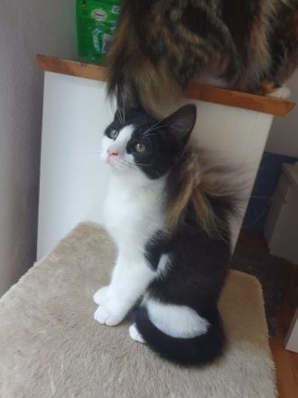 Maine Coon Mix Kätzchen