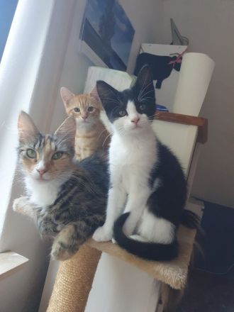 Maine Coon Mix Kätzchen