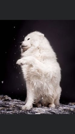 Deckrüde Liolik ein Samojede mit Papieren aus erfolgreicher Zucht wünscht sich Damenbesuch