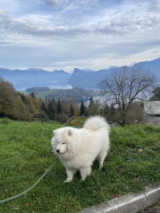 Deckrüde Liolik ein Samojede mit Papieren aus erfolgreicher Zucht wünscht sich Damenbesuch