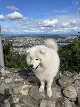 Deckrüde Liolik ein Samojede mit Papieren aus erfolgreicher Zucht wünscht sich Damenbesuch
