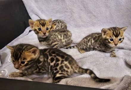 Bengal kitten mit oder ohne Stammbaum