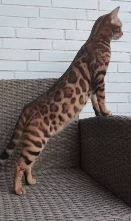 Bengal kitten mit oder ohne Stammbaum