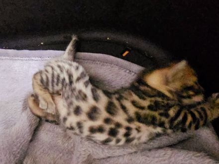 Bengal kitten mit oder ohne Stammbaum