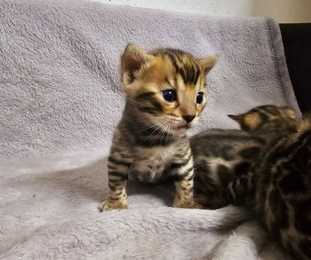 Bengal kitten mit oder ohne Stammbaum