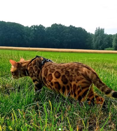 Bengal kitten mit oder ohne Stammbaum
