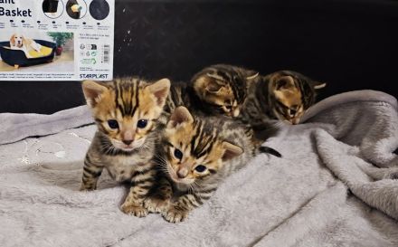 Bengal kitten mit oder ohne Stammbaum