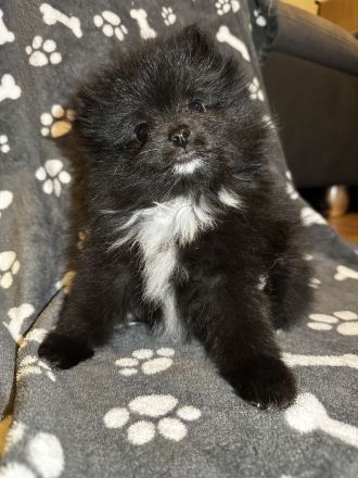 Pomeranian zwergspitz Welpen