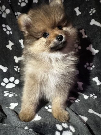 Pomeranian zwergspitz Welpen