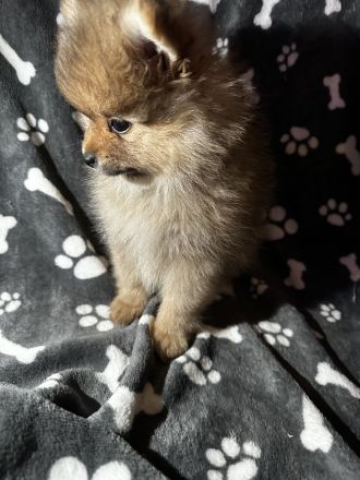 Pomeranian zwergspitz Welpen