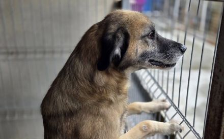 Der liebe Maqua braucht eine Chance