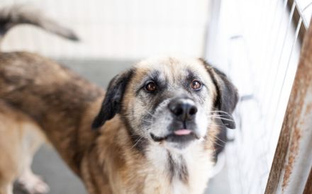 Der liebe Maqua braucht eine Chance