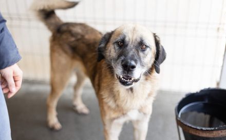 Der liebe Maqua braucht eine Chance