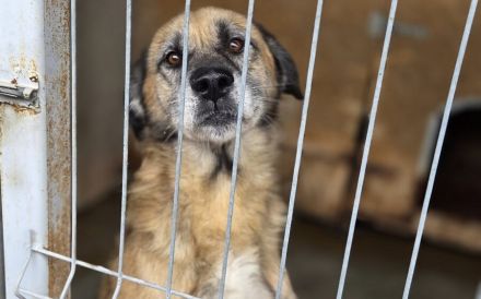 Der liebe Maqua braucht eine Chance