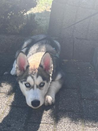 Siberian Husky