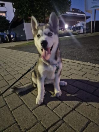 Siberian Husky
