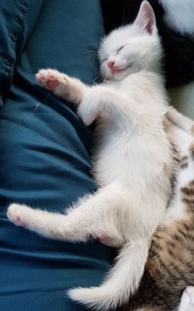 Katzenbaby Babykatze Kitten