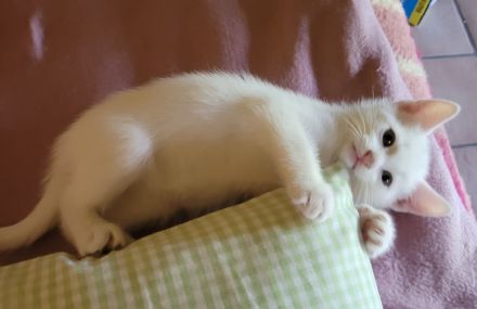 Katzenbaby Babykatze Kitten