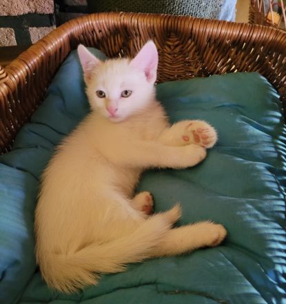 Katzenbaby Babykatze Kitten