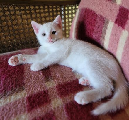 Katzenbaby Babykatze Kitten