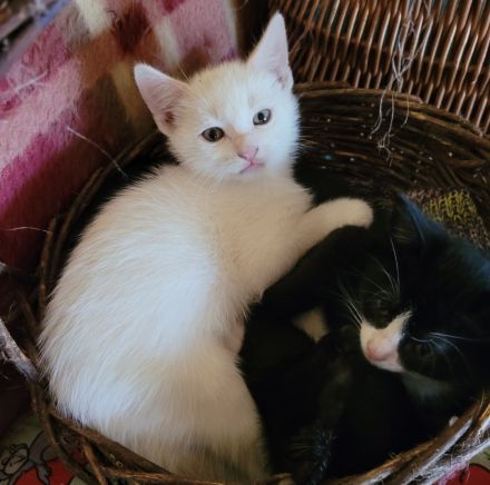 Katzenbaby Babykatze Kitten