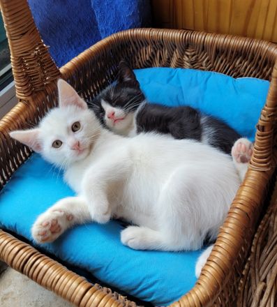 Katzenbaby Babykatze Kitten