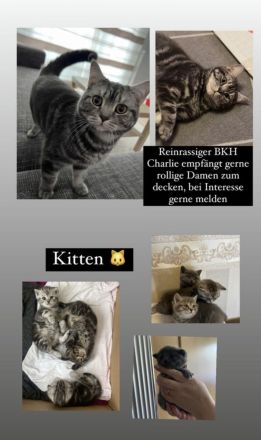 BKH Deckkater black silver Classic