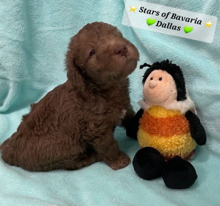 Bezaubernde Bedlington Terrier Welpen