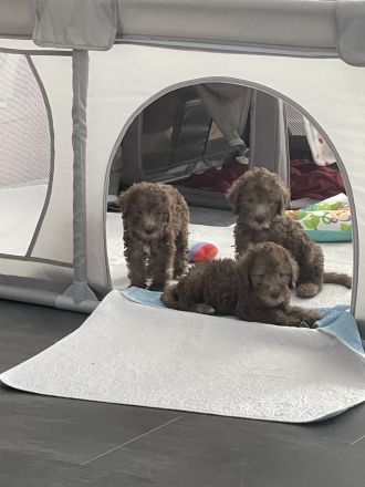 Bezaubernde Bedlington Terrier Welpen