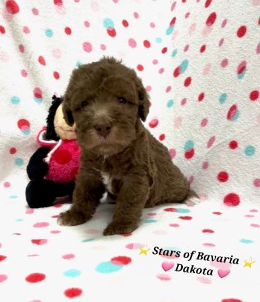 Bezaubernde Bedlington Terrier Welpen