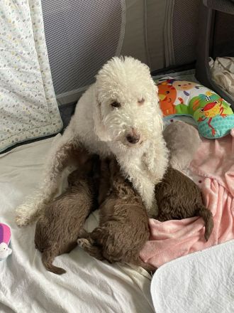 Bezaubernde Bedlington Terrier Welpen