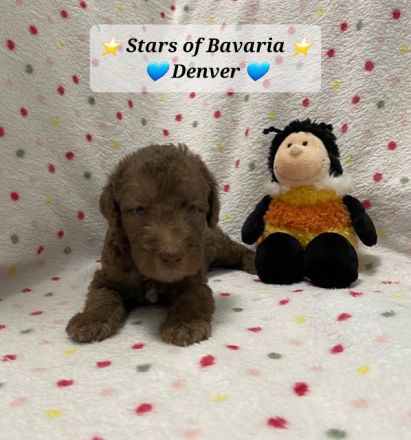 Bezaubernde Bedlington Terrier Welpen