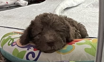 Bezaubernde Bedlington Terrier Welpen