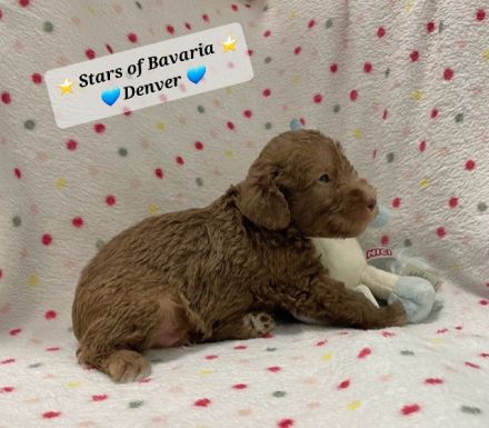 Bezaubernde Bedlington Terrier Welpen