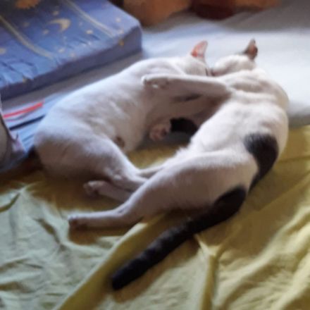 1Katze und 1Kater mit getigerten Abzeichen 2j u1j Tierschutztiere