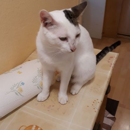 1Katze und 1Kater mit getigerten Abzeichen 2j u1j Tierschutztiere